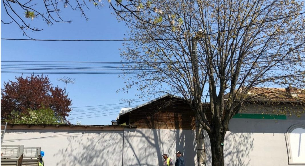 toaletare copaci