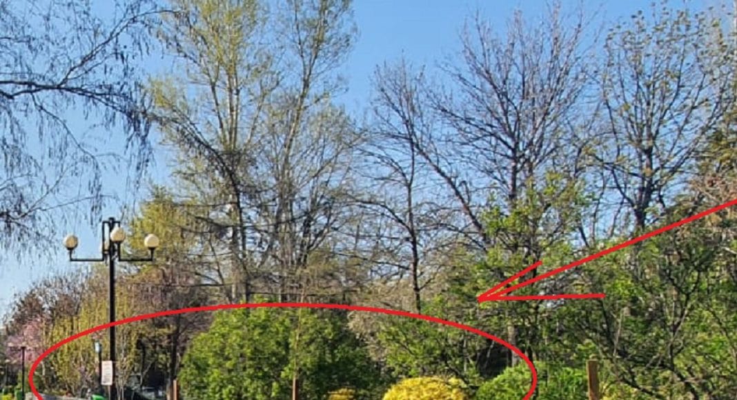 zona pentru câini Parcul Mihai Viteazul