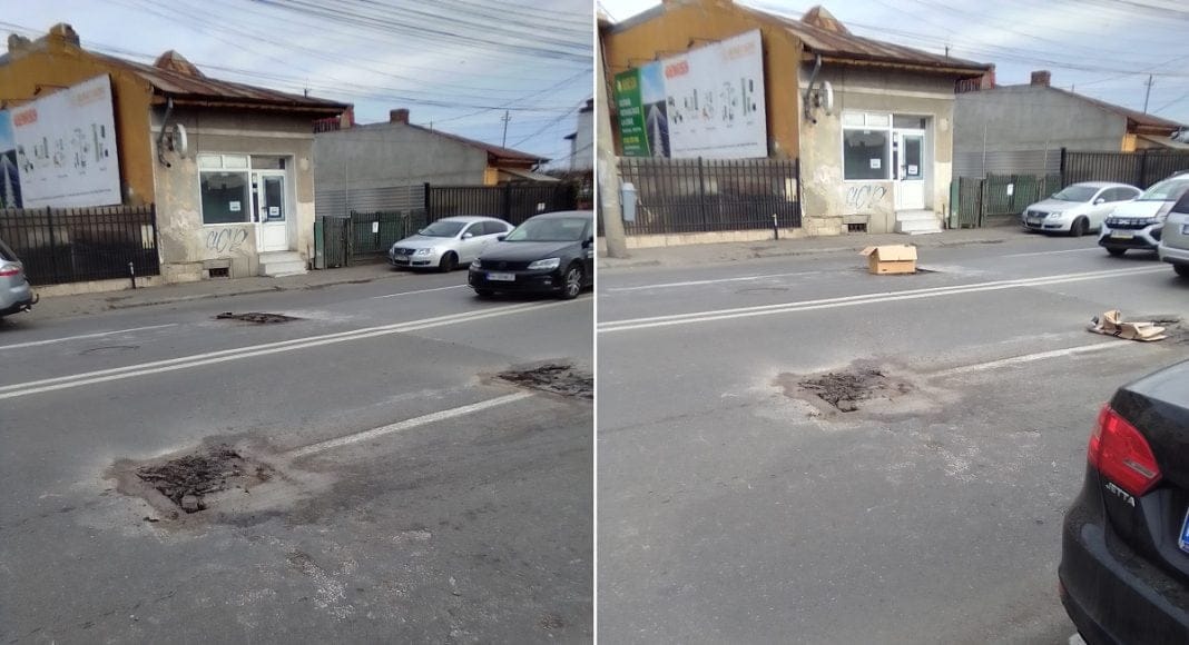 gopi pisica alba ploiesti