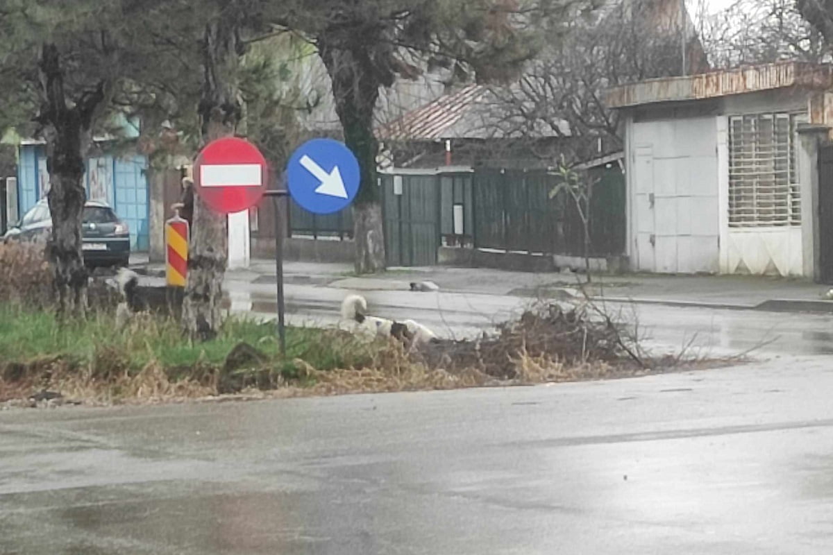 haita caini mircea cel batran ploiesti