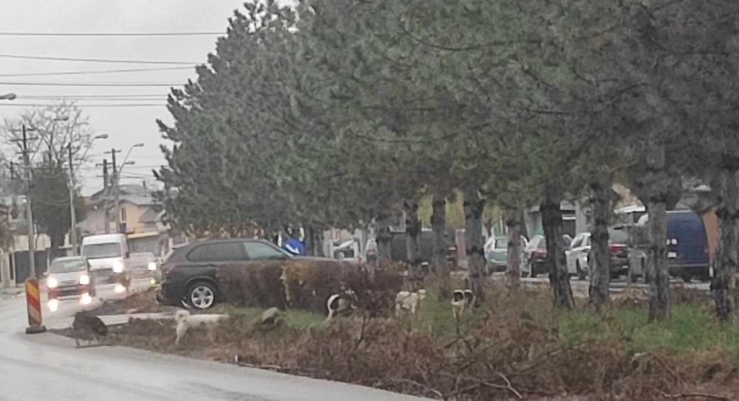 haita caini mircea cel batran ploiesti