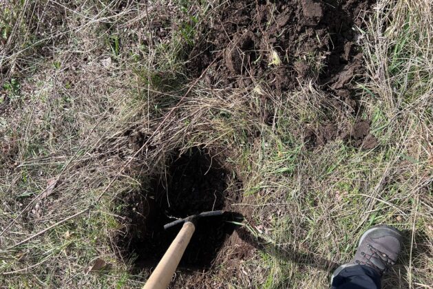 plantare copaci ferma dacilor
