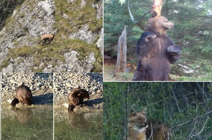 animale ocrotite Prahova