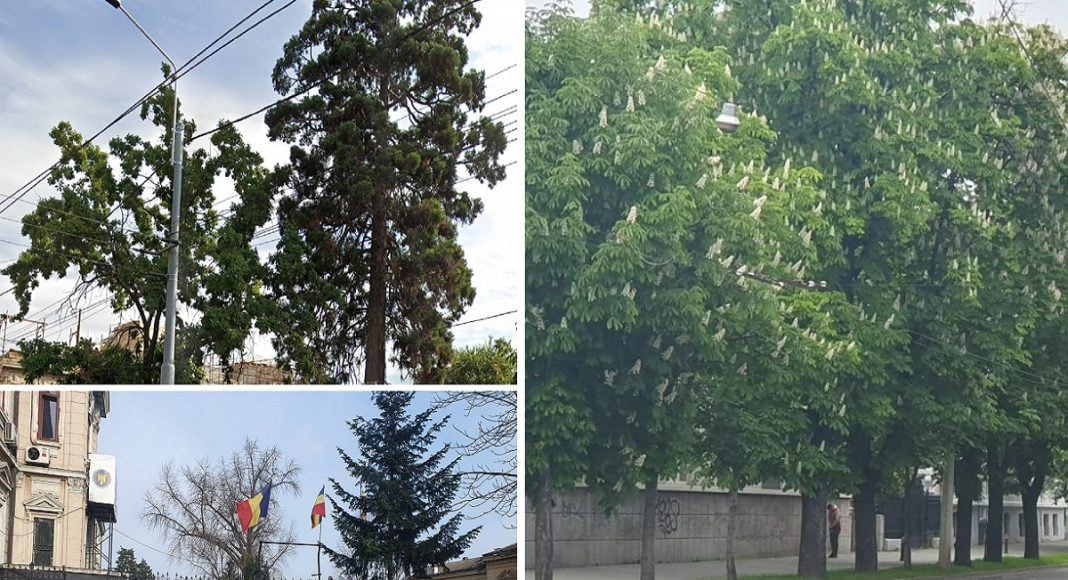 arbori faimosi Ploiesti