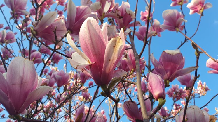 magnolii Ploiesti