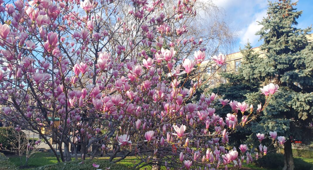 magnolie Ploiesti