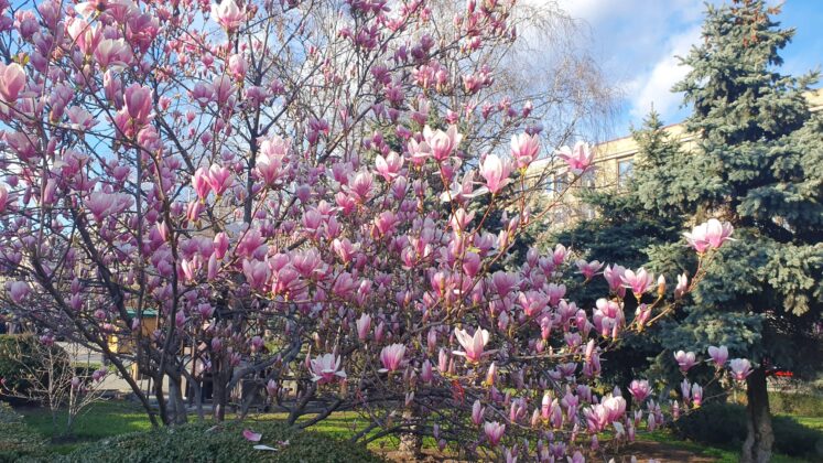magnolie Ploiesti