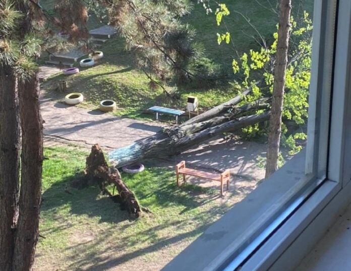 Copac căzut în curtea Lic Sf Apostol Andrei - Ploiești