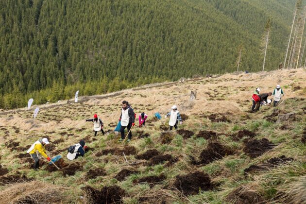 actiune plantare copaci rompetrol