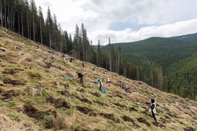 actiune plantare copaci rompetrol