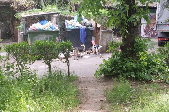 caini gunoi ploiesti