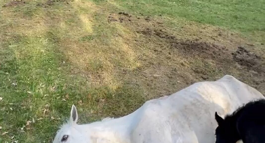 animale abandonate