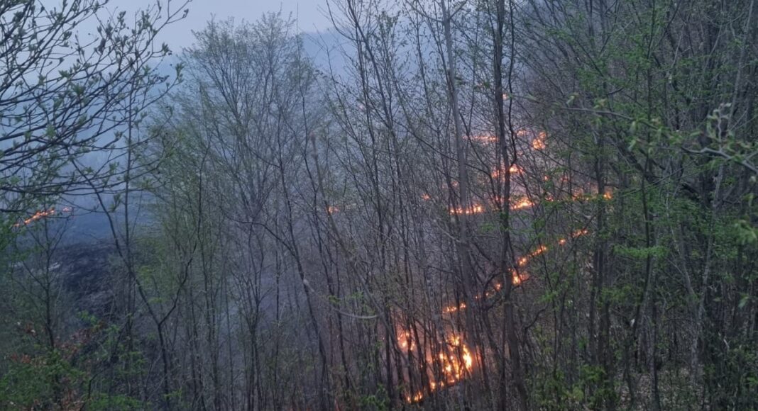 incendiu vegetatie soimari