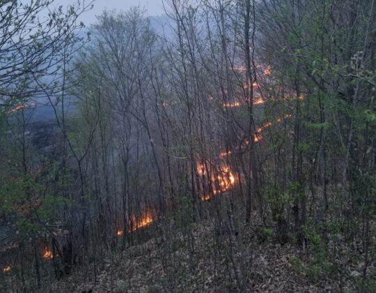 incendiu vegetatie soimari