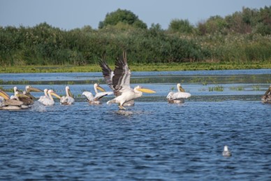 pelican