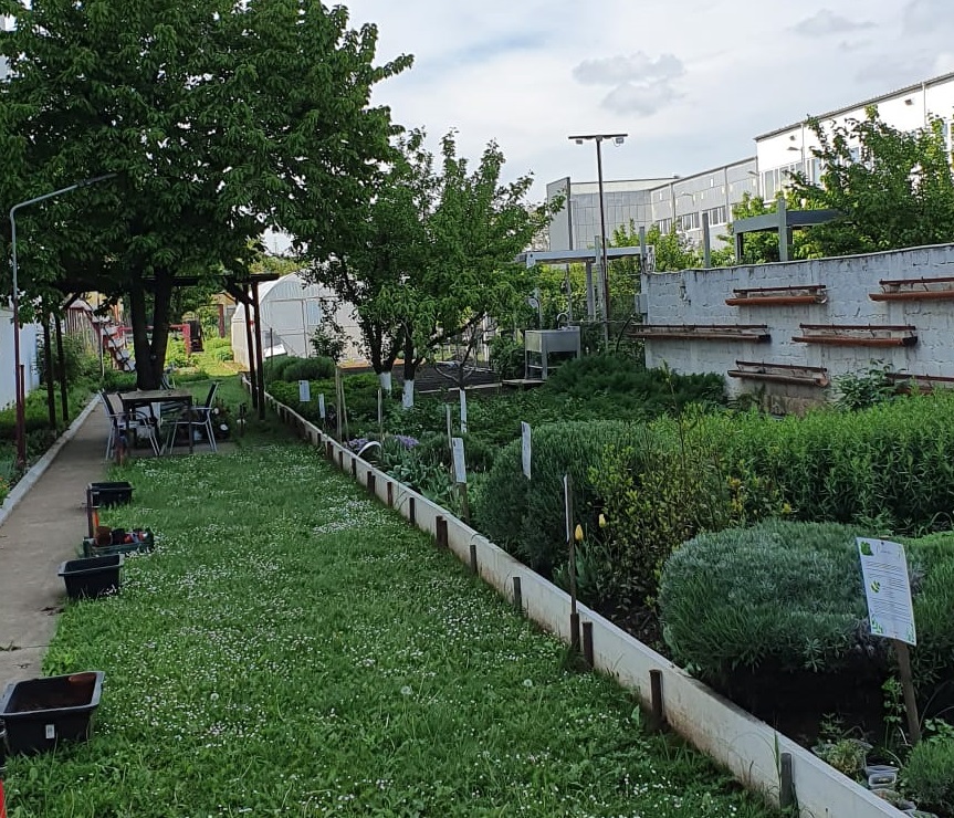 rarisimo garden