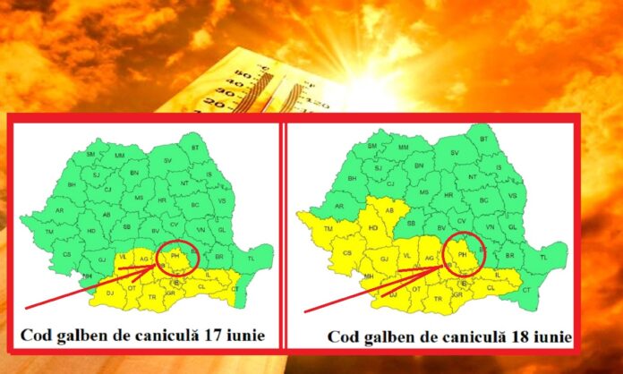 cod galben de caniculă