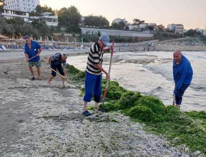 Fenomenul ”înflorirea algală”