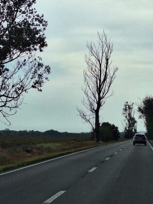 copaci uscati drum national prahova