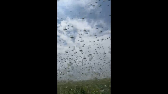 invazie lacuste sulina