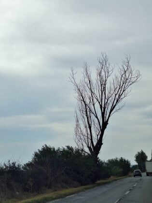 copaci uscati drum national prahova