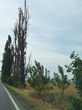 copaci uscati drum national prahova