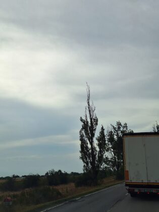 copaci uscati drum national prahova