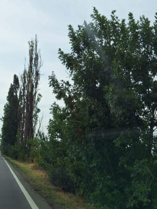 copaci uscati drum national prahova