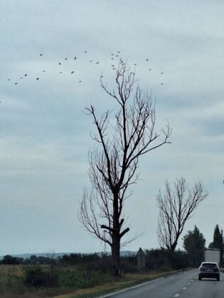 copaci uscati drum national prahova