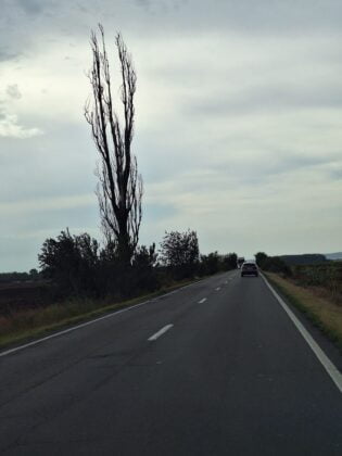 copaci uscati drum national prahova