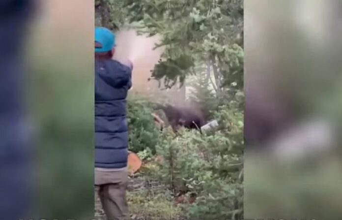 folosire spray urs atac