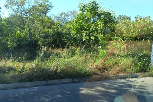 vegetatie ploiesti