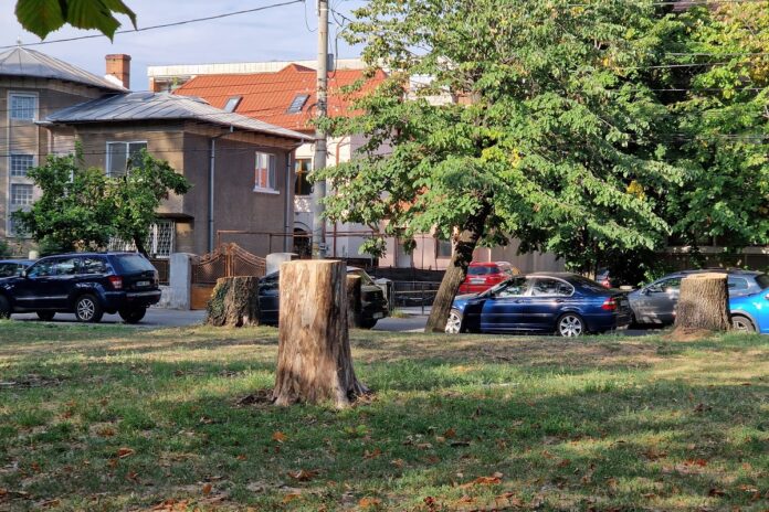 copaci taiati bulevard