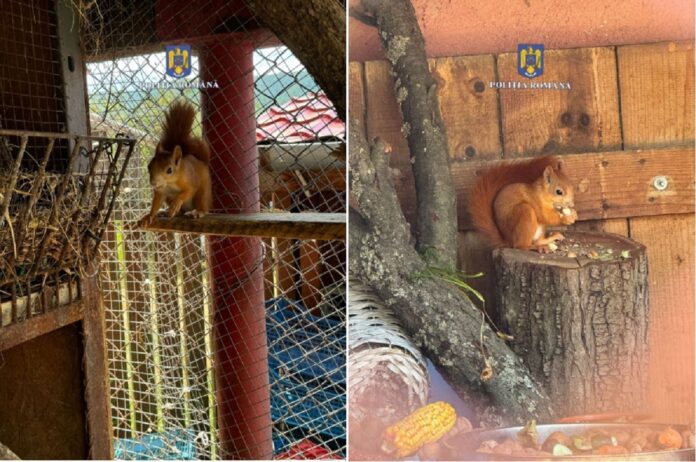 veverite crescute captivitate