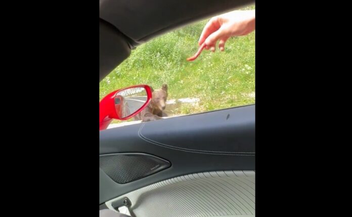 fratii tate hranire urs