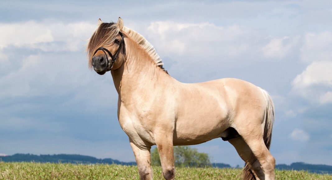 Fjord-horse