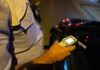 Accident cu trei răniți în Ploiești. Un șofer implicat avea 1,17 mg/l alcool în aerul expirat accident ploiești cu un șofer beat