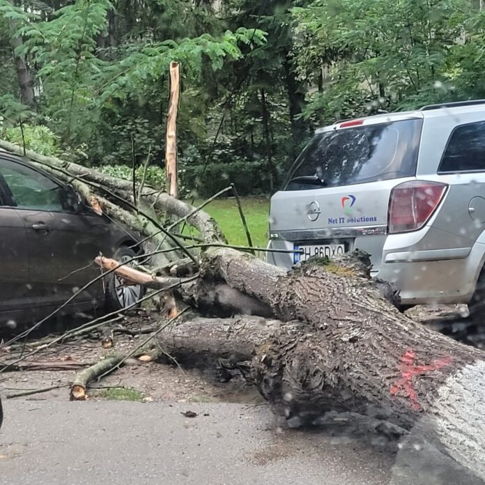 copac cazut ploiesti