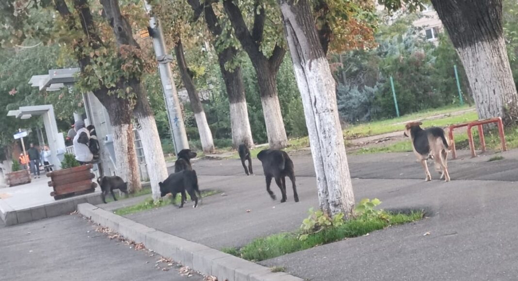 caini fara stapan ploiesti gara de vest