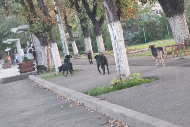 caini fara stapan ploiesti gara de vest