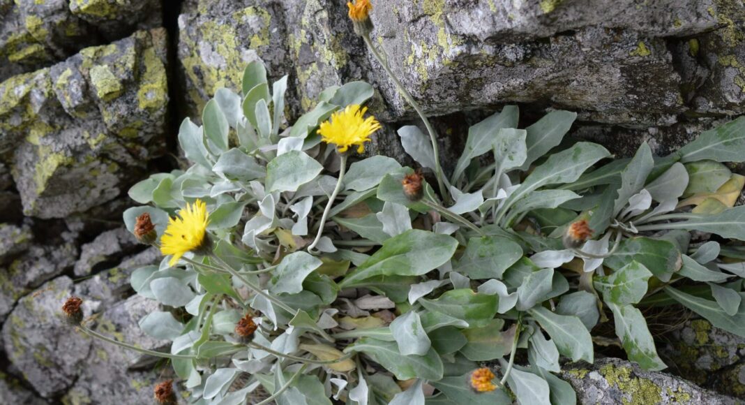 Andryala laevitomentosa
