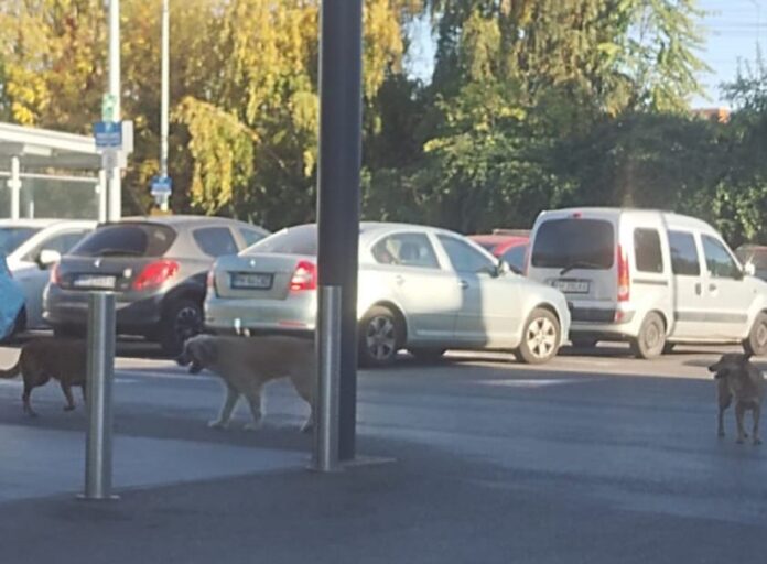 Câini comunitari Ploiești