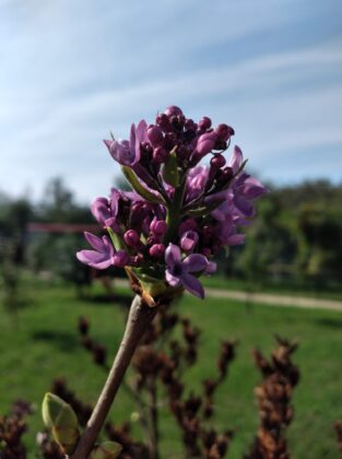 liliac inflorit
