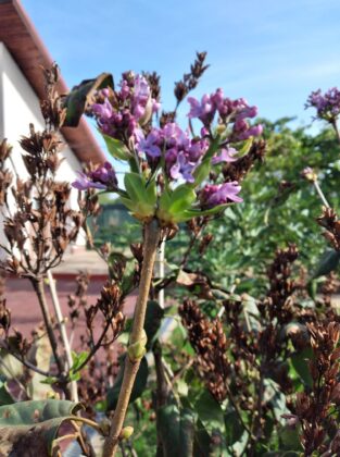 liliac inflorit