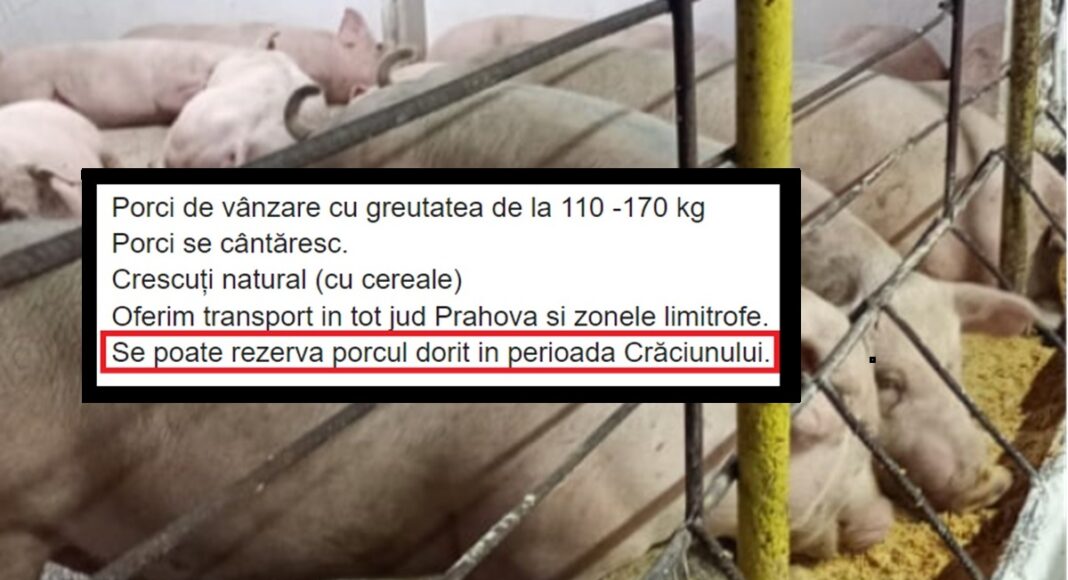 porci Crăciun anunt