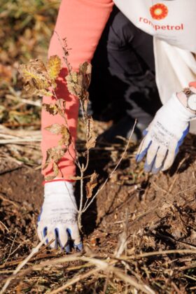 rompetrol plantare copaci