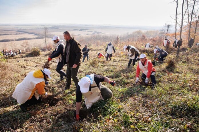 rompetrol plantare copaci