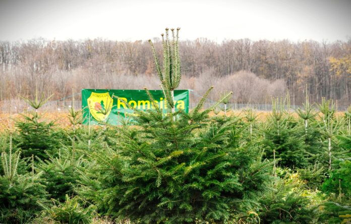 romsilva pomi de craciun