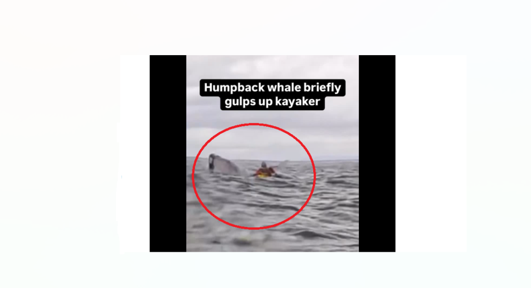 balena caiac