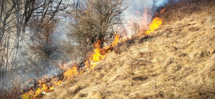 incendii de padure